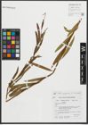 Foto von Salix purpurea L. x Salix viminalis L.